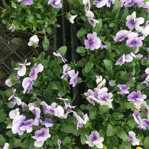 Meet your Posher, Tori